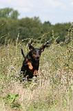 DOBERMANN 717